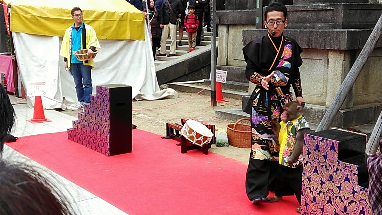 猿回し 猿のくらのすけ君の芸 その2 北野天満宮 京都 日本 猿芸 Kyoto Japan - YouTube