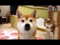 柴犬たちと猫のガウガウごっこ Shiba Inu and cat playing in the chase