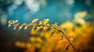 Davis Brown - State Of Grace Official Music Video