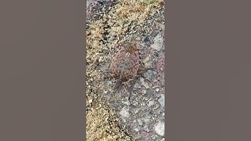 Brown marmorated stink bug (Halyomorpha halys) @C.S-t4x #insects #nature #wildlife