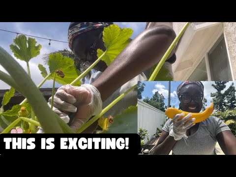Harvesting huge yellow zucchini from Home Depot in my backyard California backyard summer harvest
