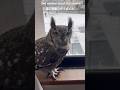 雪に興奮するひゅうまくん　Owl excited about the snow❄︎ #フクロウ #owl