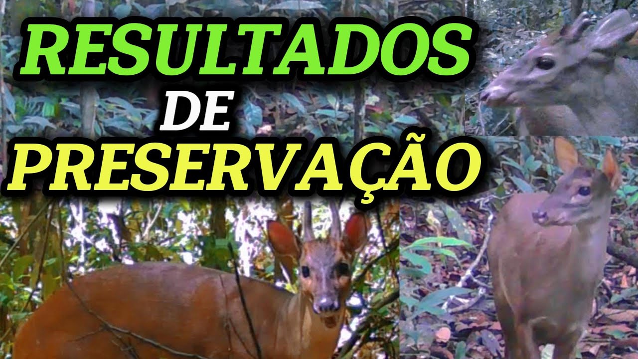 Vejam a quantidade de animais silvestres registrados nesse vídeo!