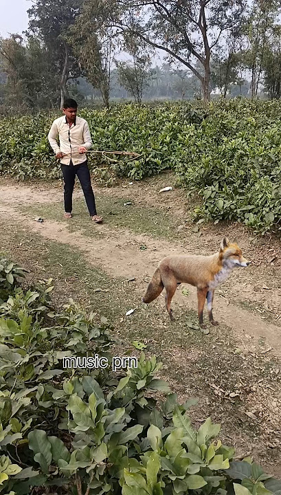jackal catching funny video #youtubeshorts #shorts_ #animal #jungle #jackal
