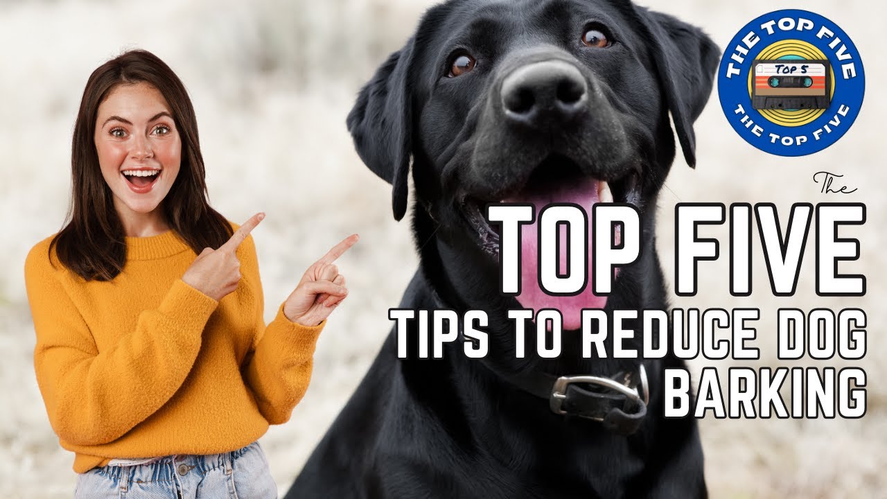 The Top 5 Tips to Reduce Dog Barking [4K] - YouTube