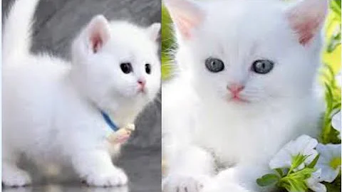 Mom Cat Picks Fresh Strawberries & Eggs Bakes Ginger Kitten's Birthday Cake+Rescues Adorable Animals