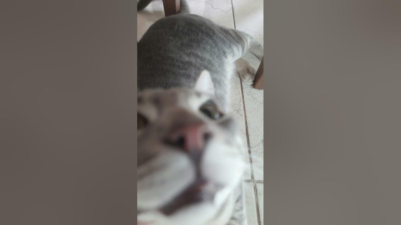 Pitoco - YouTube