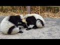 Black and white ruffed lemurs grooming