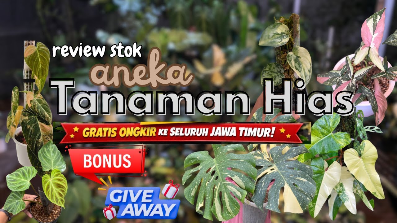 ADA TANAMAN GRATIS ‼️Review Stok Semua Tanaman