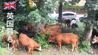 【中古】 ロンドンと田舎町を訪ねるイギリス/トラベルジャーナル/岡田久恵 中古】 ロンドンと田舎町を訪ねるイギリス/トラベルジャーナル