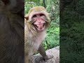 funny monkey video 🤣🤣🤣pasand aaye to like share and subscribe jarur kara #monkey #reels #viral #kids