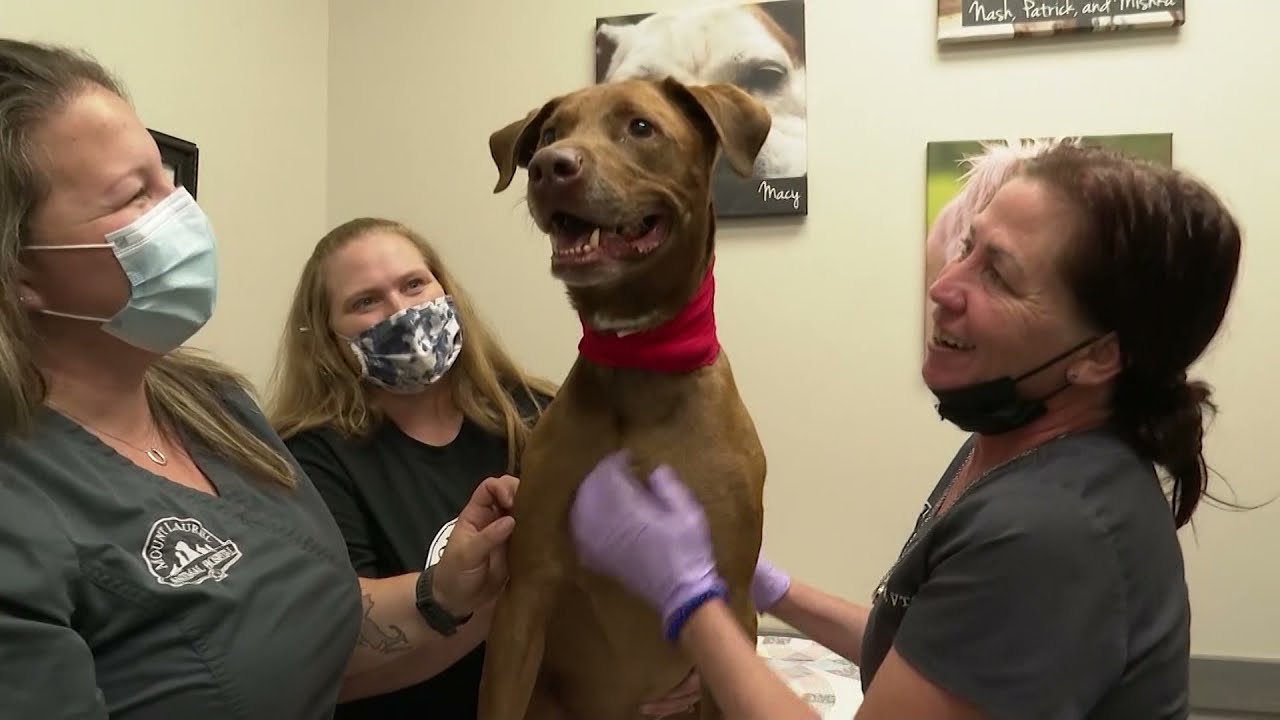 Mount Laurel Animal Hospital to hold career fair to fill vacant