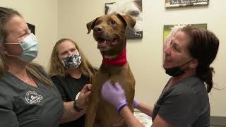 Mount Laurel Animal Hospital to hold career fair to fill vacant positions