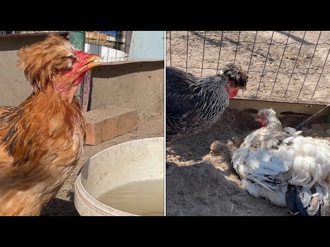 Погибает вся птица Кто виноват?Почему Причина