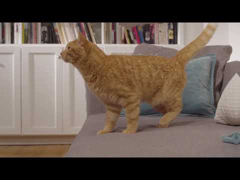 Video: Purina Introduce Il Cibo Per Gatti Rivoluzionario Che Riduce Gli Allergeni Del Gatto