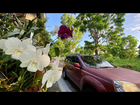 Morning flowers 💐 with dogs 🐶