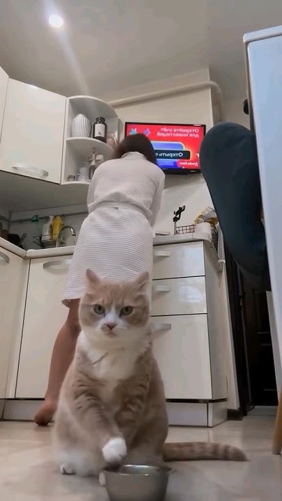 she-forget-me-cat-pets-homepets-cute-children-viral-views
