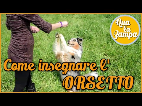 Video: Cos'è un cane orsacchiotto?