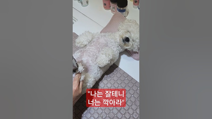 잠자면서 미용받는 강아지 손님♡