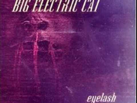 Eyelash - Big Electric Cat