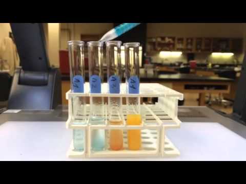 Starch digestion experiment with Benedict's reagent - YouTube