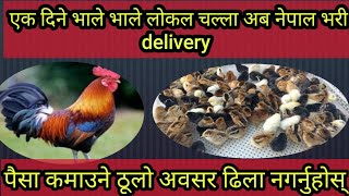 भाले भाले लोकलचल्ला अब नेपाल भरी delivery /लोकल चल्ला /Nepal kathmandu