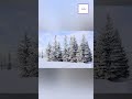 🌲Trees in snow❄️| why they are conical in structure| #unknownfacts