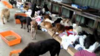 20120107新北市保護動物協會