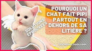 POURQUOI UN CHAT FAIT PIPI PARTOUT EN DEHORS DE SA LITIÈRE ? 4 Solutions éprouvées