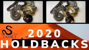 2020 Holdbacks and Available hatchlings! Beautiful Ball pythons