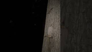 Flying Squirrels Eating Peanuts and Sunflower Seeds at the Squirrel Feeder in the Woods