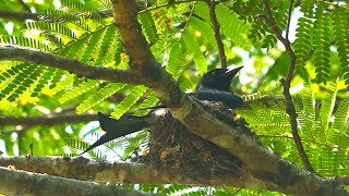 Black Drongo Bird Nest