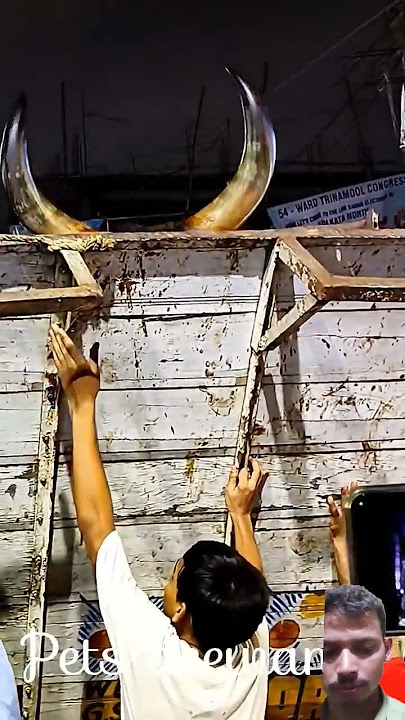 #ox #horse#kankrejcow #cow #kankrejcowbreed #haiderhaiderrecords#love #tamil#bull#kankrejviral#video