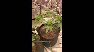 Help! Should they stay or should they go now 🎶