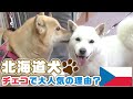 「どうぶつピース！！かわいい大図鑑」犬編（70）チェコで北海道犬が大人気の理由とは？