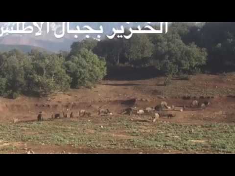 الخنزير البري في جبال الاطلس الكبير