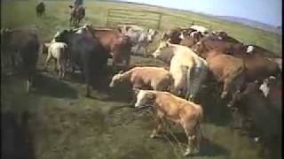 Classic Rodea Style Ranch Roping with Martin Black