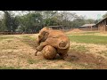 Playful elephants at elephant nature park  elephantnews