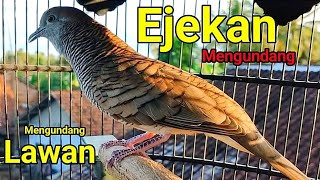 Perkutut lokal gacor suara besar - RAJA PANCINGAN