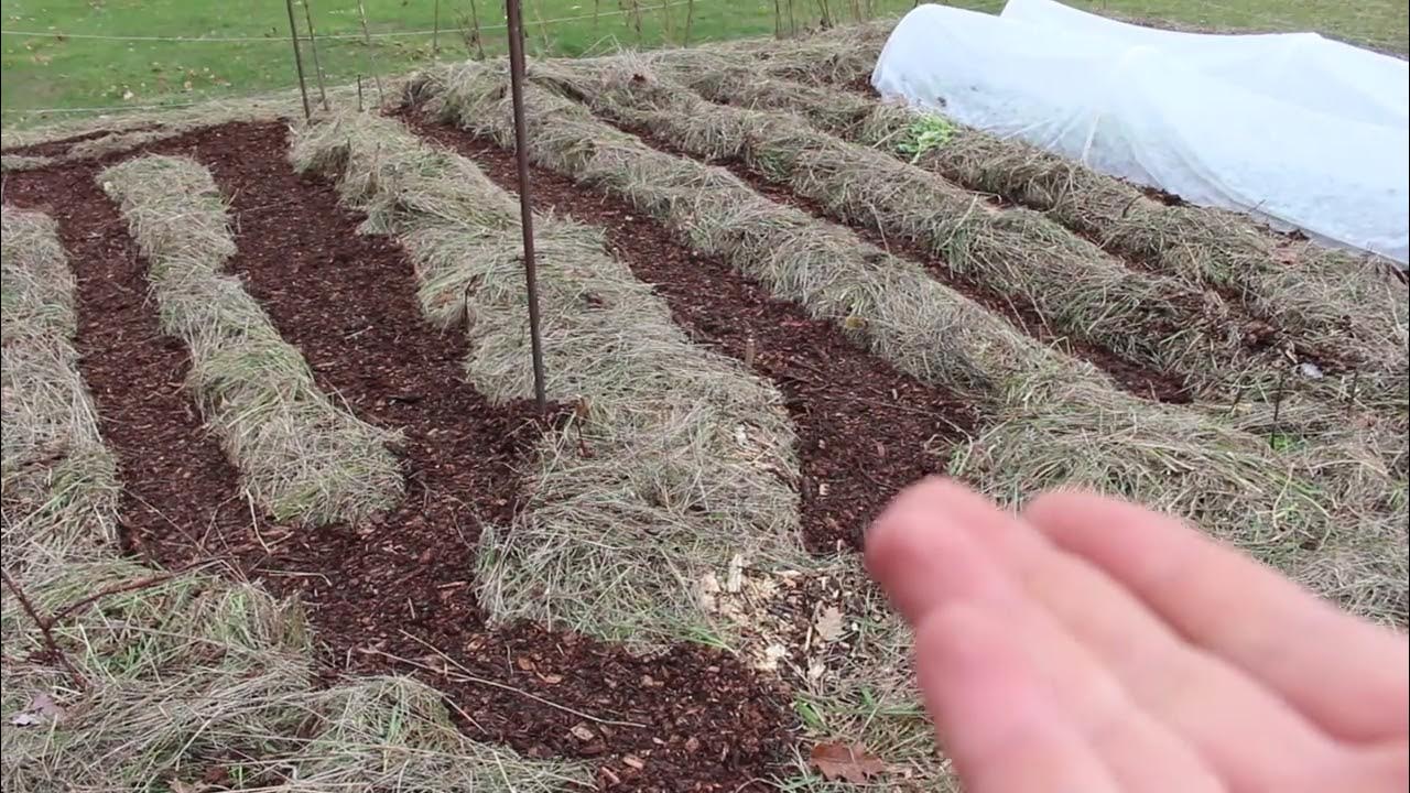 Pros/Cons Of Wood Chips In Your Pathways Light Colored Mulches Vs