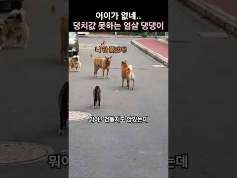 5vs1 싸움 쫄보 댕댕이들 thumbnail