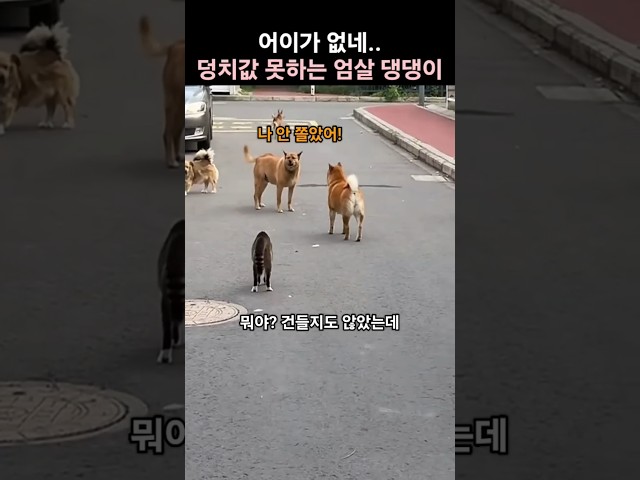어이가 없네.. 덩치값 못 하는 엄살 댕댕이