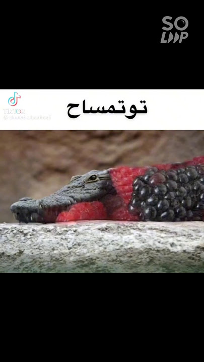توتمساح #لايك_اشتراك #تفاهه