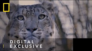 Snow Leopards | 101 Facts | National Geographic Wild UK