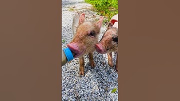 con heo đất , chú vịt con, con lợn éc, con cào cào , chú lợn dễ thương #cute