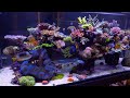 The best reef in australia  evan luos glorious sps aquarium