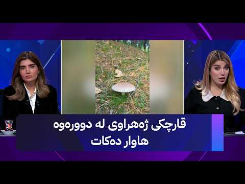 قارچکی ژەهراوی لە دوورەوە هاوار دەکات