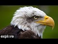 Decorah eagles  north nest powered by exploreorg