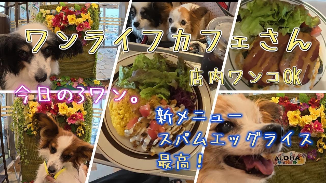 3ワンでワンライフカフェでランチ❤️今日の3ワンおまけ付。