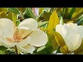 태산목#태산목#MAGNOLIA GRANDIFLORA 꽃말 &quot;위엄&quot;